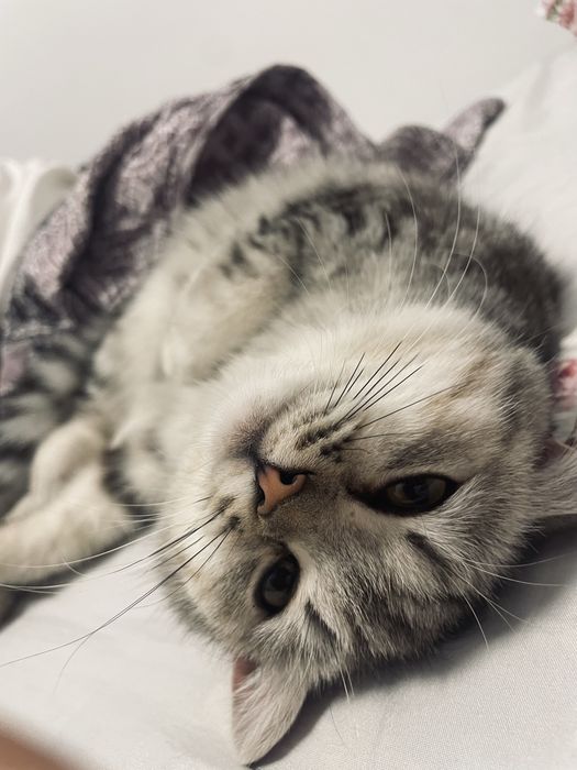 мушук скоттиш шиншилла skottish shinshilla sotiladi