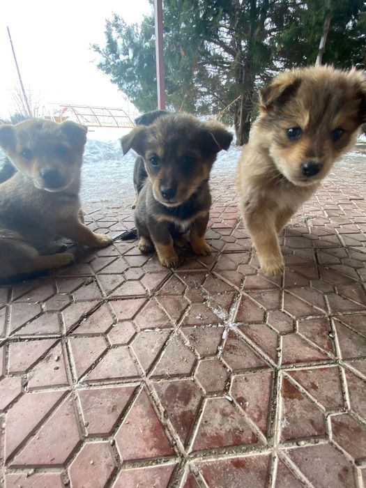 Щенков в добрые руки.