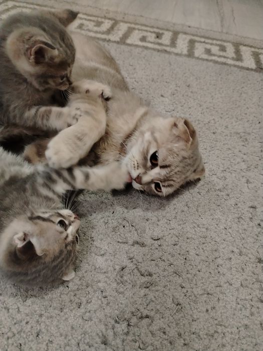 Продам котят британцы