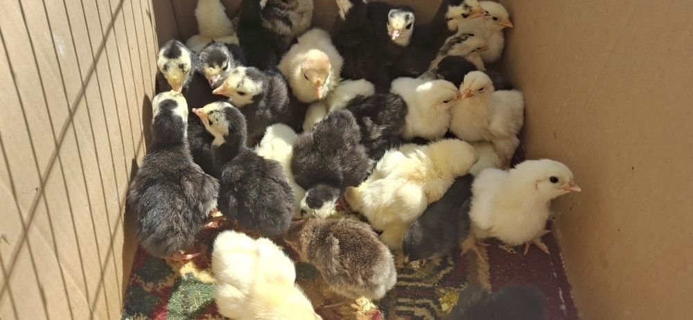 Kurka, tovuq jojalari bor domashniy sotiladi