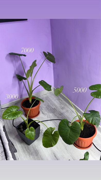 Продам цветы! Красивые