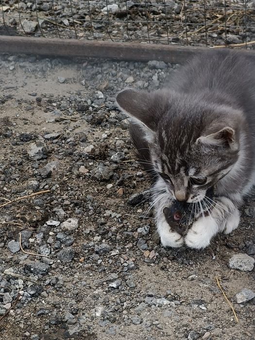Отдам котят полу британцы в добрые руки