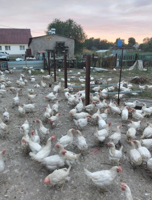 Продам курей несушек