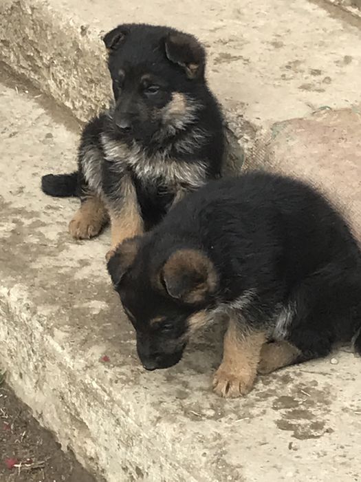 Шенки авчарки чистокровные