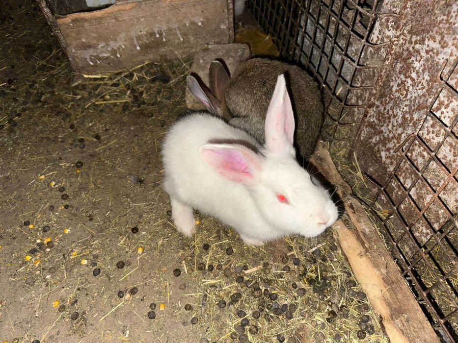 Кролики полувеликаны