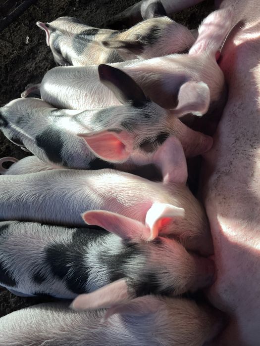 Поросята месячные