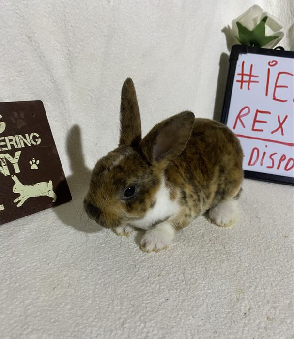 Iepurași Rex pitic disponibili ! Timisoara • OLX.ro