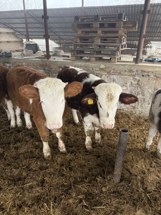 Vand vitei media 240-250 kg