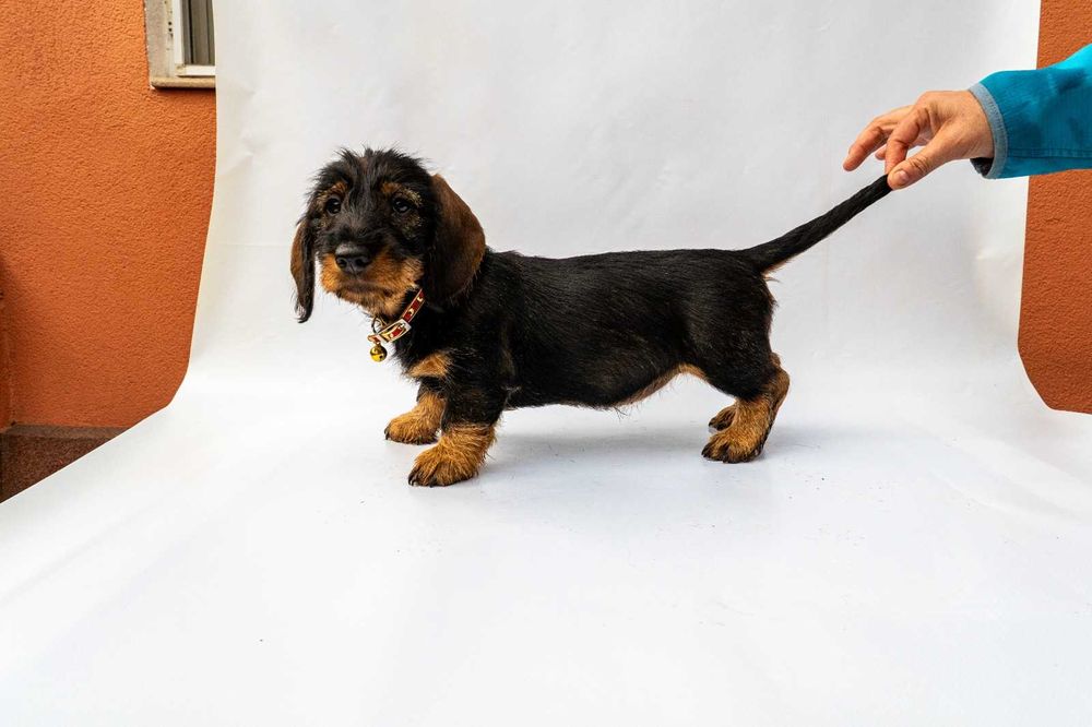 Pui teckel sarmos standard , Pedigree A