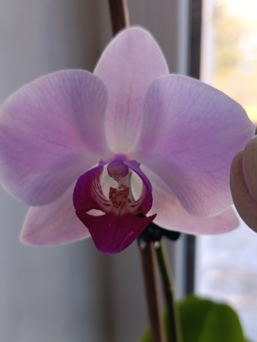 Орхидея Фаленопсис