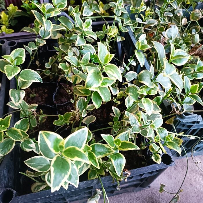 Барвинок многолетний