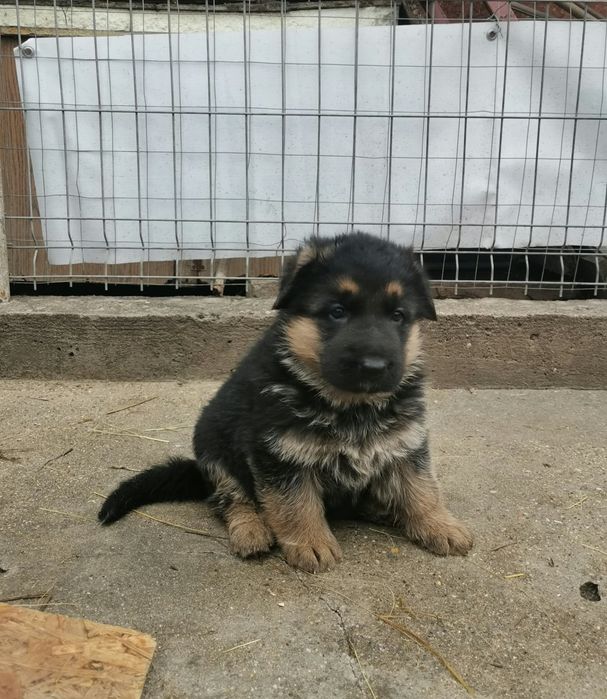 Pui ciobanesc german cu pedigree