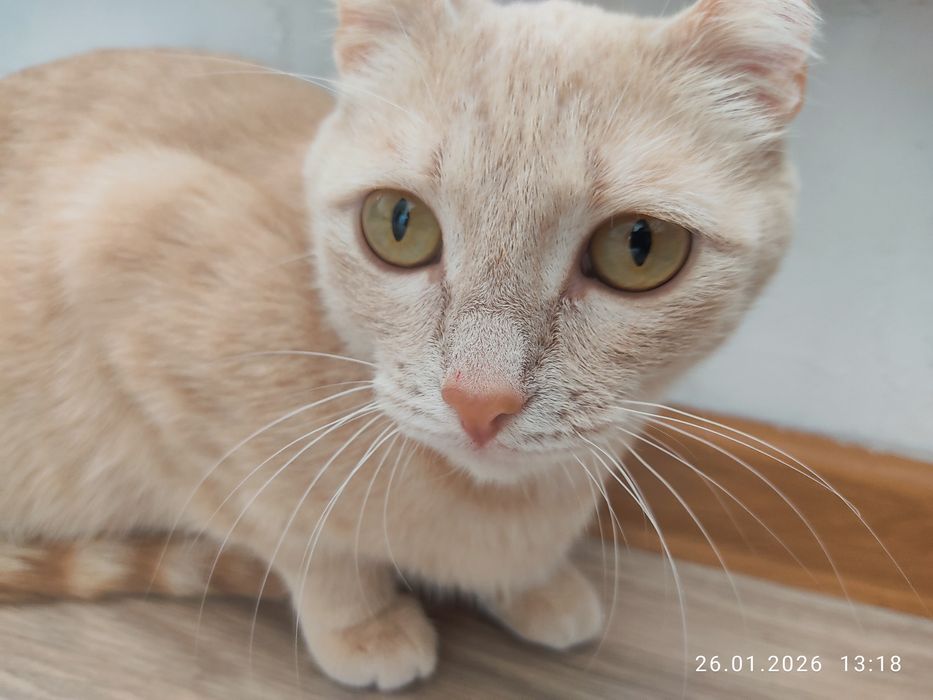 Кошки бесплатно.