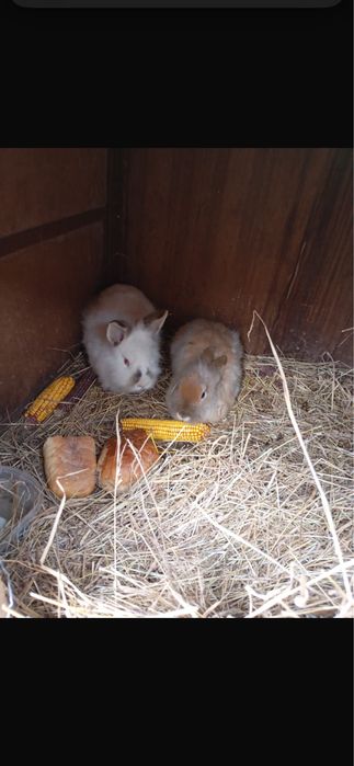 Iepuri cap de leu de vanzare