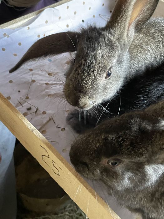 Quyon bolalari Soglom va tetik