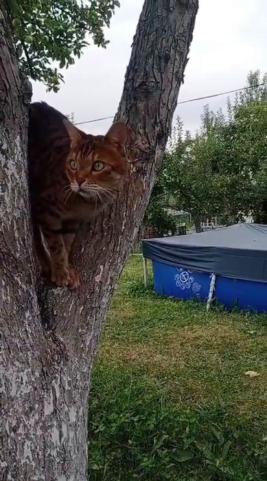 Отдам кота в хорошие руки