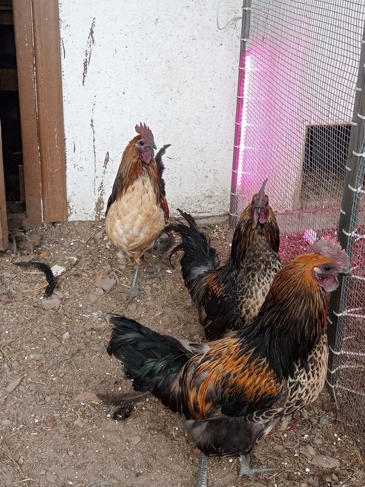 Продаю петушков породистых.