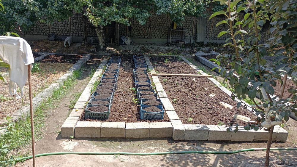 Kichkina qizlar jinsiy aloqa qilishni xohlashadi