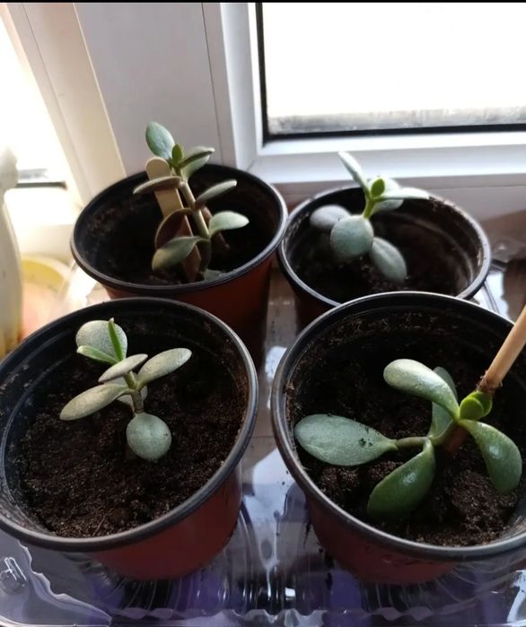 Крассула денежное дерево