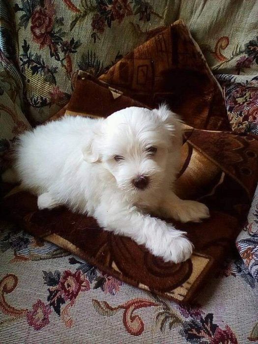 Plimb Caini care sunt blanzi