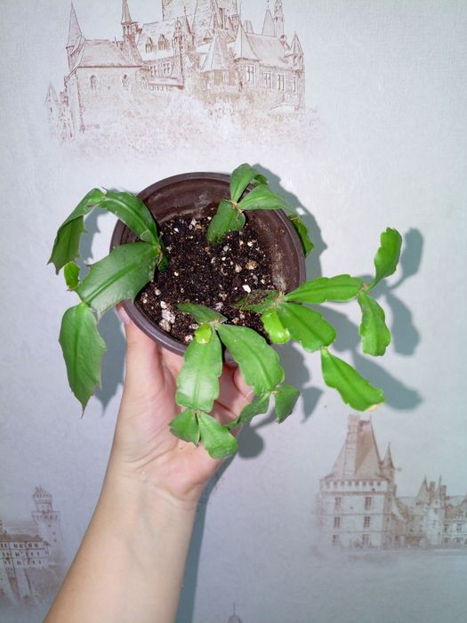 Продаются комнатные цветы