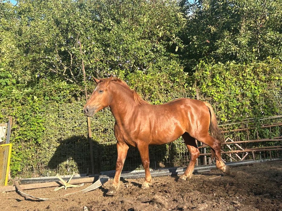 Vand Armasar in varste de 3 ani ne invatat la carut