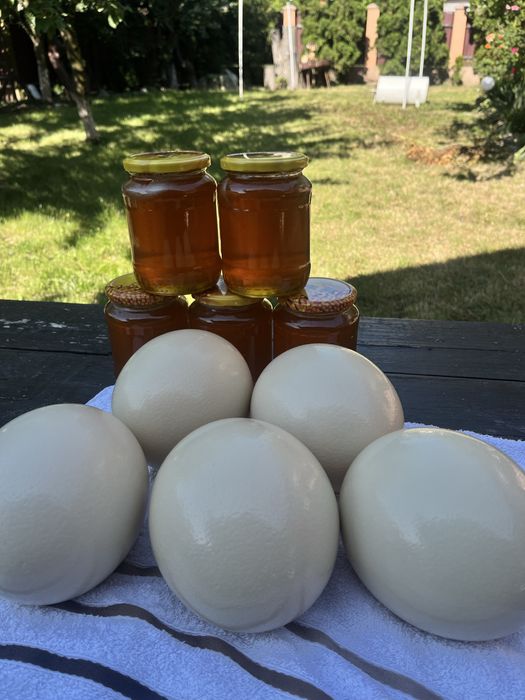 Vand oua de strut pentru consum si incubat