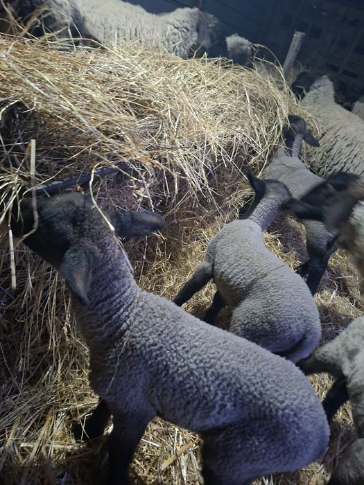 Vând oi Suffolk cu miei