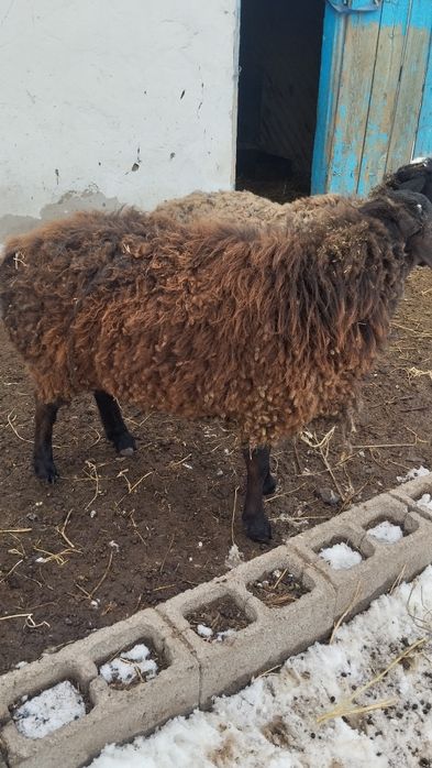 Продам кошкар и барануху.