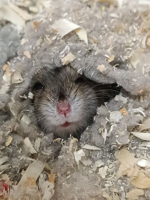 Продам хомяка джунгарика