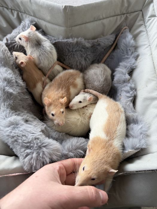 Vand șobolani de companie