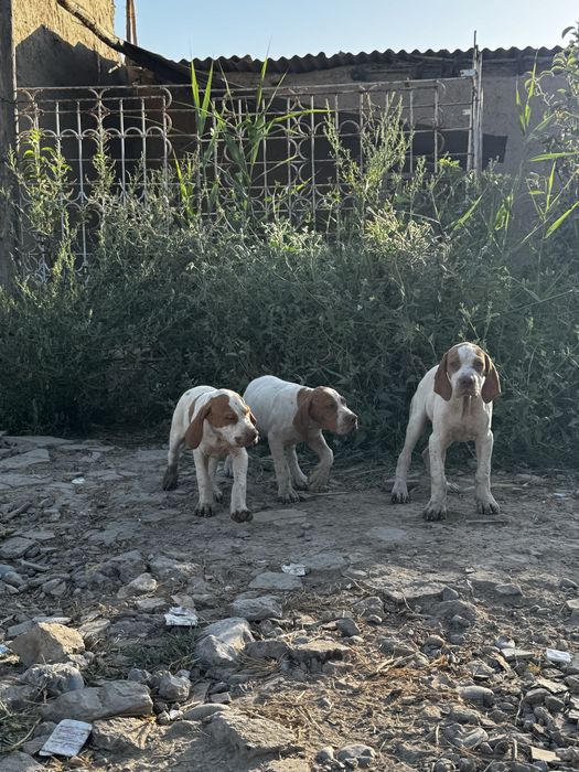 Английский Пойнтер собаки