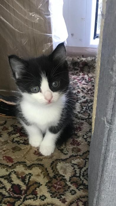 Очаровательные котята в дом!