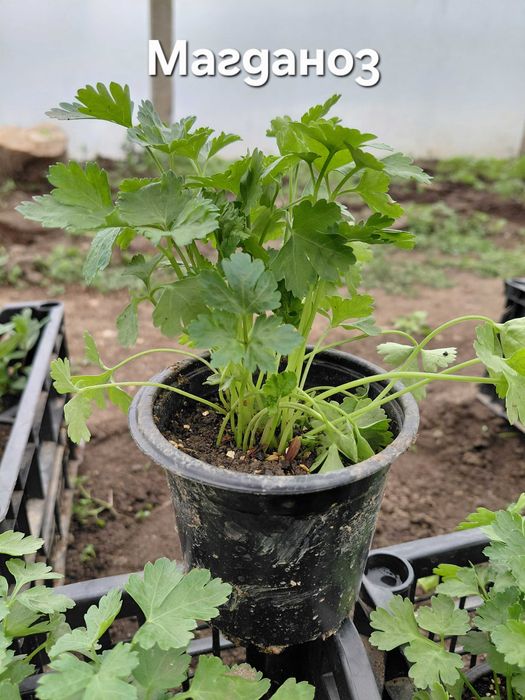 Разсад - Мента, Джоджен, Магданоз, Копър