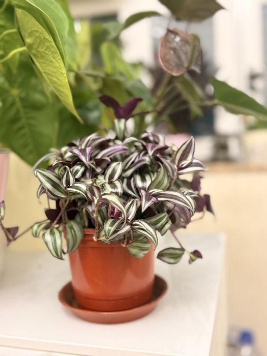 Традесканция зебрина