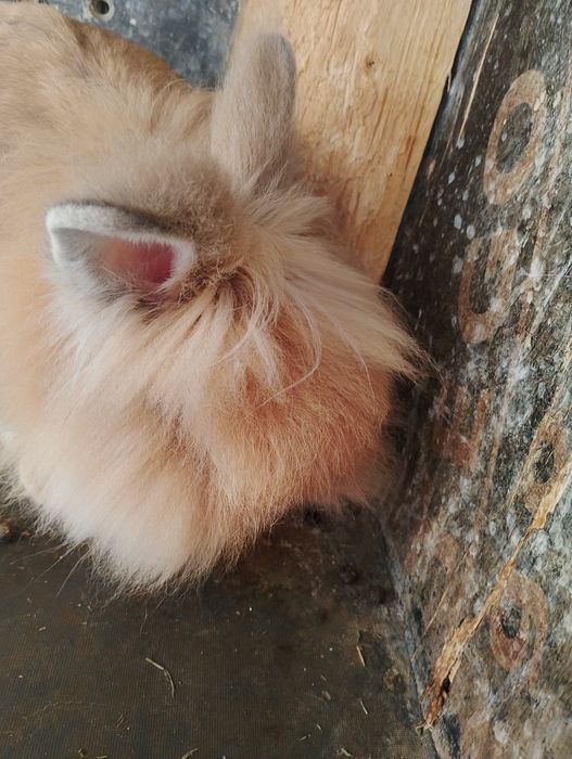 Mascul iepure pitic