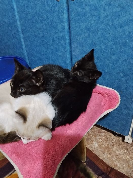 Отдам котят в добрые руки