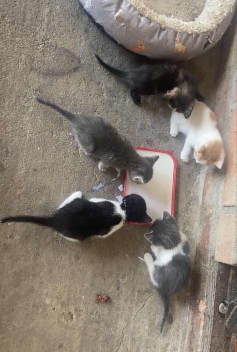 Donez pui de pisica