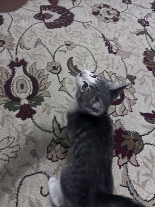 Отдам котенка в хорошие руки