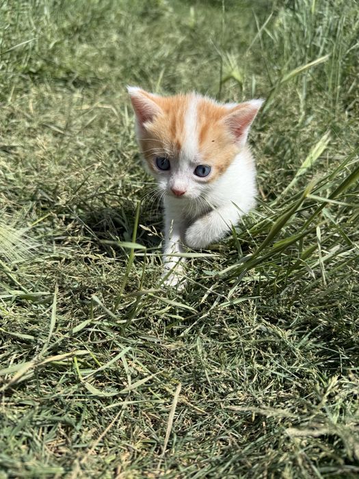 Отдам котят в добрые руки