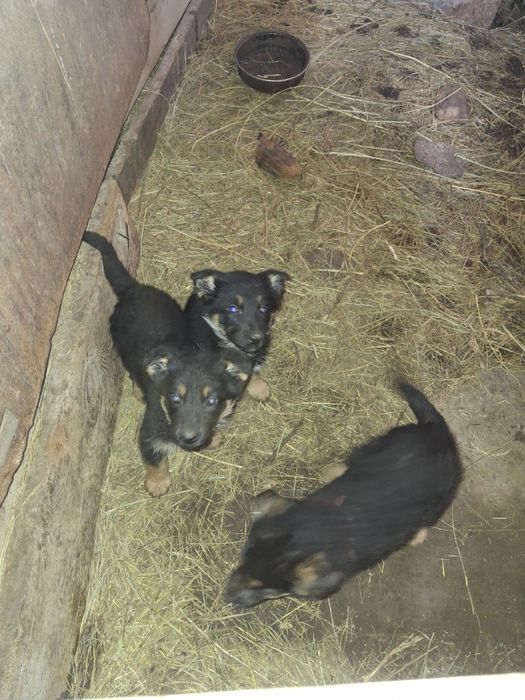 Щенки ВЕО 25000тыс