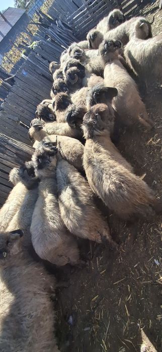 Animale de vanzare.