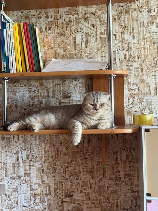 Отдам шотландского кота