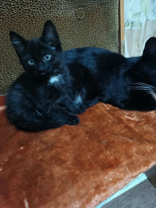 Отдам котят в добрые руки