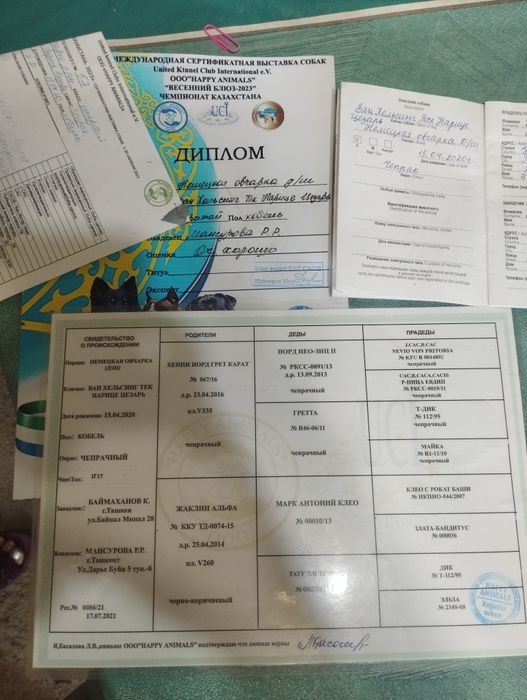 Щенки немецкой овчарки