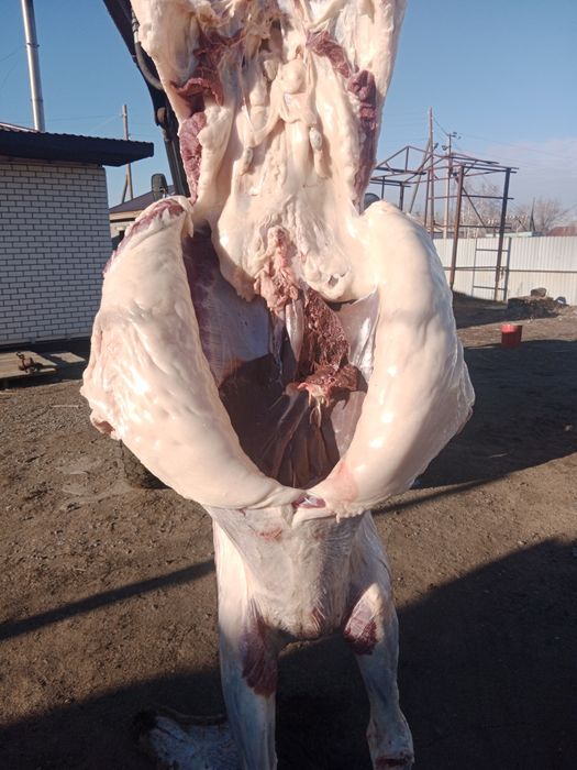 Жылкы сатамын багасы кг 3200 семіз