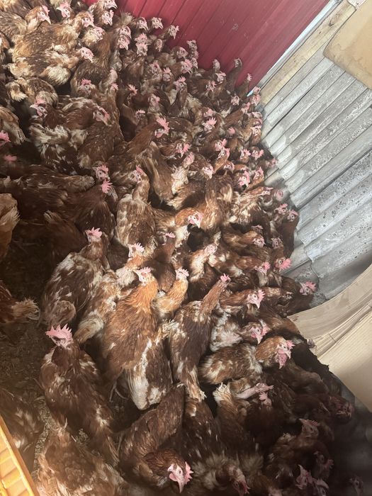 Продаются куры несушки бройлера