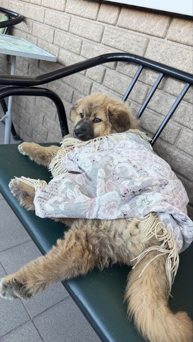 Отдам щенка в добрые руки