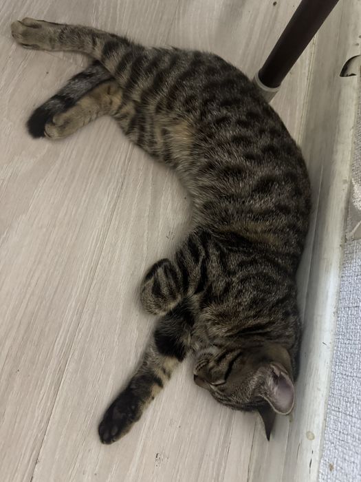 котенок мальчик бесплатно