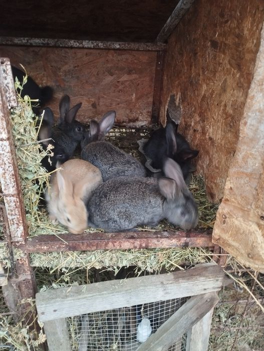 Iepuri mai multe rase